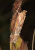 Ancylosis cinnamomella